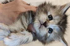 Котенок мейн-кун Helen StarPaws, окрас fs, помет H, 30.03.2020