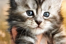 Котенок мейн-кун Hester StarPaws, окрас fs 22, помет H, 30.03.2020
