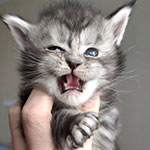 Котенок мейн-кун Hester StarPaws, окрас fs 22, помет H, 30.03.2020