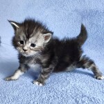 Котенок мейн-кун Hester StarPaws, окрас fs 22, помет H, 30.03.2020