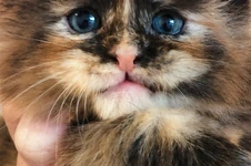 Котенок мейн-кун Honora StarPaws, окрас fs, помет H, 30.03.2020