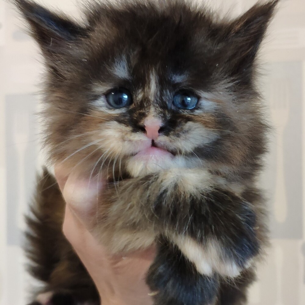 Котенок мейн-кун Honora StarPaws, окрас fs, помет H, 30.03.2020