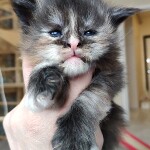 Котенок мейн-кун Honora StarPaws, окрас fs, помет H, 30.03.2020
