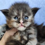 Котенок мейн-кун Honora StarPaws, окрас fs, помет H, 30.03.2020