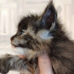 Котенок мейн-кун Honora StarPaws, окрас fs, помет H, 30.03.2020