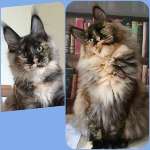 Котенок мейн-кун Honora StarPaws, окрас fs, помет H, 30.03.2020