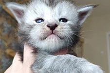 Котенок мейн-кун Hwolf StarPaws, окрас ns, помет H, 30.03.2020