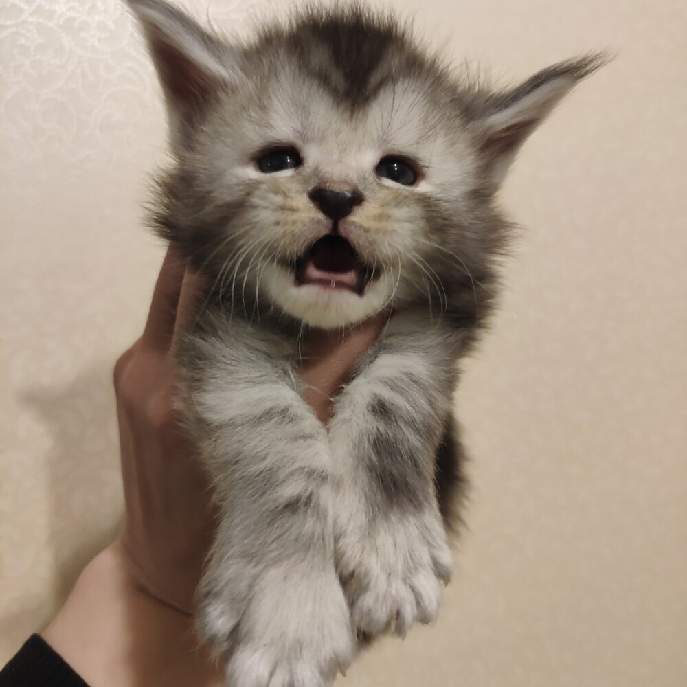 Котенок мейн-кун Hwolf StarPaws, окрас ns, помет H, 30.03.2020