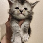 Котенок мейн-кун Hwolf StarPaws, окрас ns, помет H, 30.03.2020