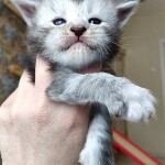 Котенок мейн-кун Hwolf StarPaws, окрас ns, помет H, 30.03.2020
