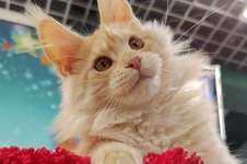 Котенок мейн-кун Hany StarPaws, окрас ds 22, помет H1, 04.10.2023
