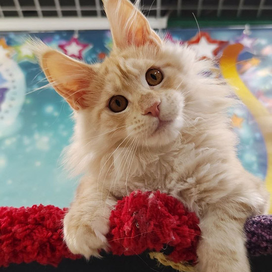 Котенок мейн-кун Hany StarPaws, окрас ds 22, помет H1, 04.10.2023