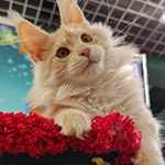 Котенок мейн-кун Hany StarPaws, окрас ds 22, помет H1, 04.10.2023