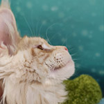 Котенок мейн-кун Hany StarPaws, окрас ds 22, помет H1, 04.10.2023