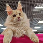 Котенок мейн-кун Hany StarPaws, окрас ds 22, помет H1, 04.10.2023