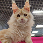 Котенок мейн-кун Hany StarPaws, окрас ds 22, помет H1, 04.10.2023