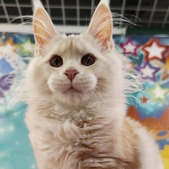 Котенок мейн-кун Happy StarPaws, окрас es 22, помет H1, 04.10.2023