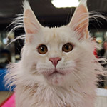 Котенок мейн-кун Happy StarPaws, окрас es 22, помет H1, 04.10.2023