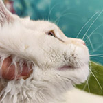 Котенок мейн-кун Happy StarPaws, окрас es 22, помет H1, 04.10.2023