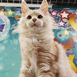 Котенок мейн-кун Happy StarPaws, окрас es 22, помет H1, 04.10.2023