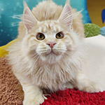 Котенок мейн-кун Honda StarPaws, окрас ds 22, помет H1, 04.10.2023