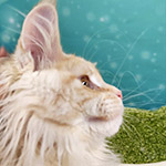 Котенок мейн-кун Honda StarPaws, окрас ds 22, помет H1, 04.10.2023