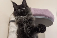 Котенок мейн-кун Indigo StarPaws, окрас n, помет I, 03.08.2019