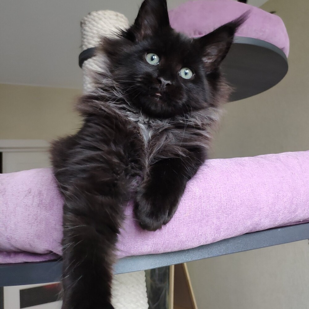 Котенок мейн-кун Indigo StarPaws, окрас n, помет I, 03.08.2019