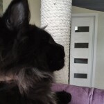 Котенок мейн-кун Indigo StarPaws, окрас n, помет I, 03.08.2019