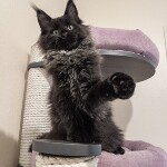 Котенок мейн-кун Indigo StarPaws, окрас n, помет I, 03.08.2019