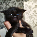 Котенок мейн-кун Indigo StarPaws, окрас n, помет I, 03.08.2019