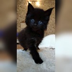 Котенок мейн-кун Indigo StarPaws, окрас n, помет I, 03.08.2019