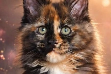 Котенок мейн-кун Infinity StarPaws, окрас f, помет I, 03.08.2019