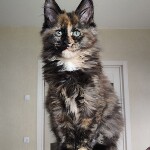 Котенок мейн-кун Infinity StarPaws, окрас f, помет I, 03.08.2019