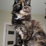 Котенок мейн-кун Infinity StarPaws, окрас f, помет I, 03.08.2019