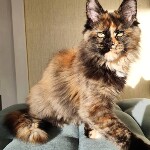 Котенок мейн-кун Infinity StarPaws, окрас f, помет I, 03.08.2019