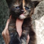 Котенок мейн-кун Infinity StarPaws, окрас f, помет I, 03.08.2019