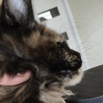 Котенок мейн-кун Intuition StarPaws, окрас f, помет I, 03.08.2019