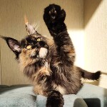 Котенок мейн-кун Intuition StarPaws, окрас f, помет I, 03.08.2019