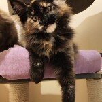 Котенок мейн-кун Intuition StarPaws, окрас f, помет I, 03.08.2019