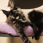 Котенок мейн-кун Intuition StarPaws, окрас f, помет I, 03.08.2019