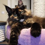 Котенок мейн-кун Intuition StarPaws, окрас f, помет I, 03.08.2019