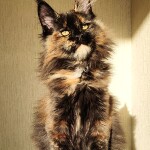 Котенок мейн-кун Intuition StarPaws, окрас f, помет I, 03.08.2019