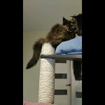 Видео 1 Intuition