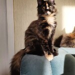 Котенок мейн-кун Iriska StarPaws, окрас f, помет I, 03.08.2019