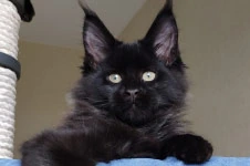 Котенок мейн-кун Irvin StarPaws, окрас n, помет I, 03.08.2019
