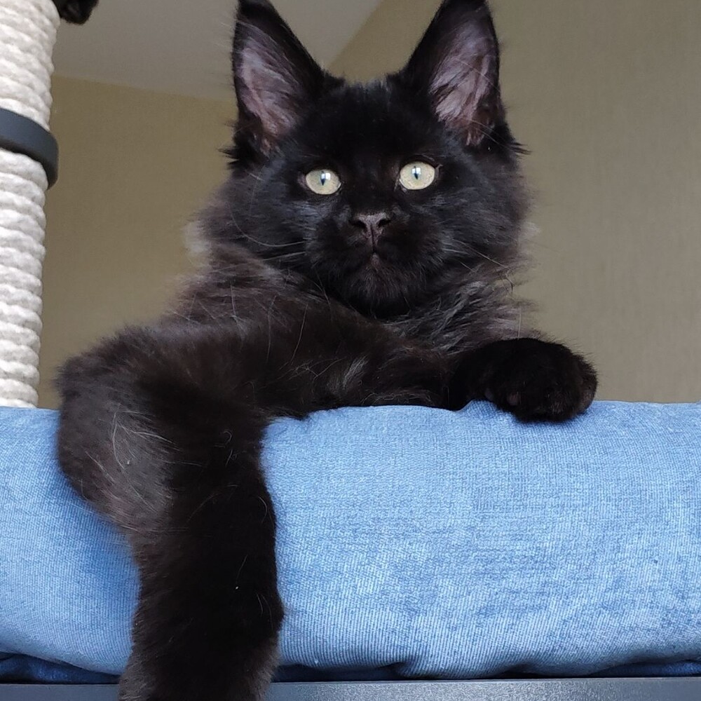 Котенок мейн-кун Irvin StarPaws, окрас n, помет I, 03.08.2019