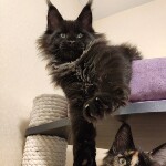 Котенок мейн-кун Irvin StarPaws, окрас n, помет I, 03.08.2019