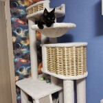 Котенок мейн-кун Irvin StarPaws, окрас n, помет I, 03.08.2019
