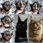 Котята мейн-кун StarPaws, помет I, 03.08.2019